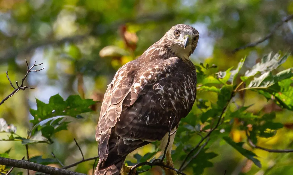 Avian Haven - Endemic Bird of Prey in Sri Lanka