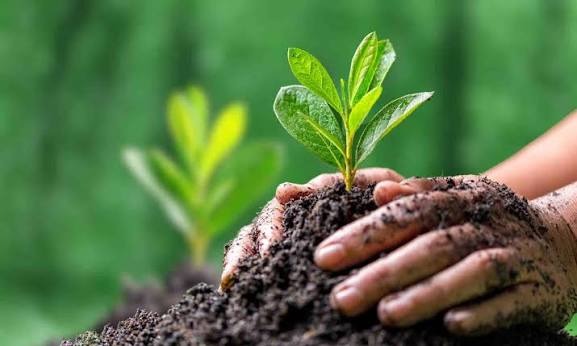 Environmental Conservation and Native Tree Planting